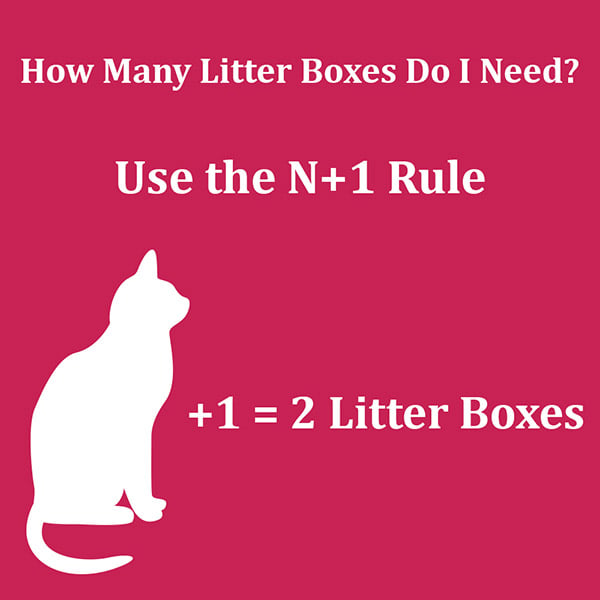 Litter Box 101 How to Choose the Best Litter Box for Your Cat